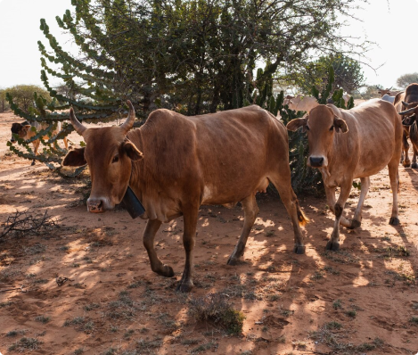 Bétail au Burkina Faso